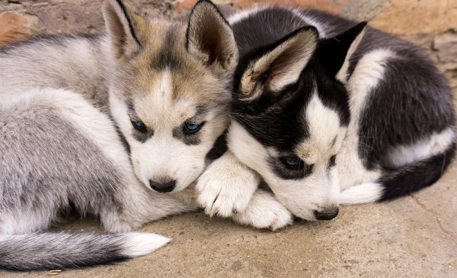 The 3 Critical Signs Your Husky (or Any Dog) Is Silently Hurting